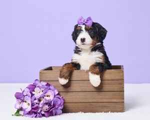 Mia Mini Bernadoodle 